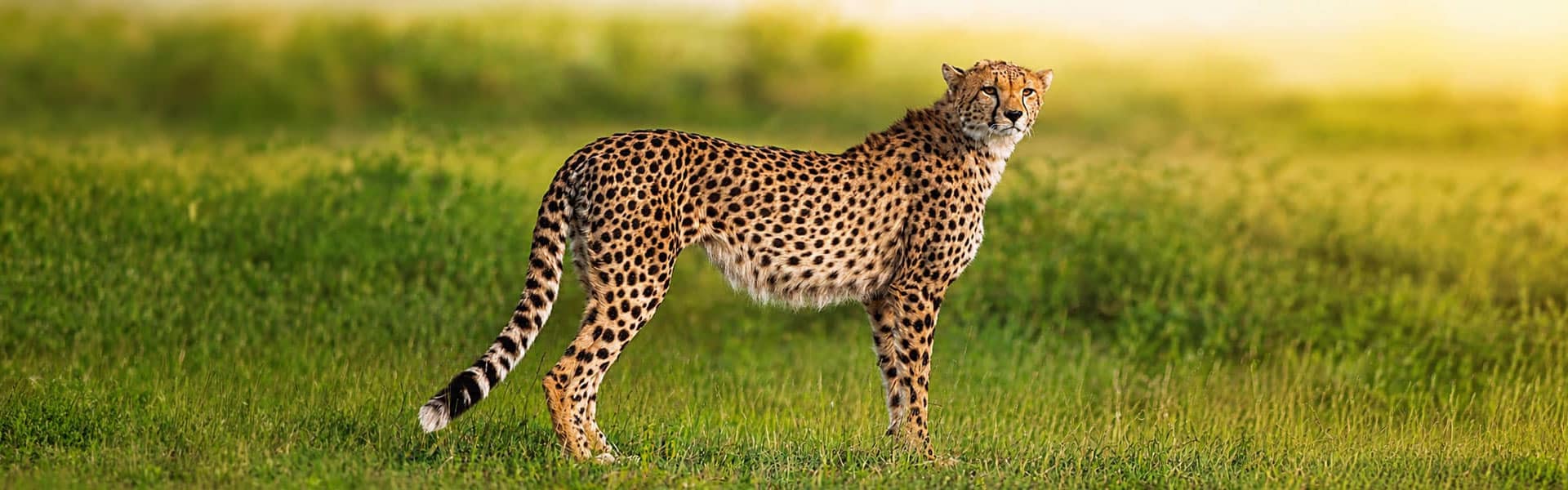 the best of northern tanzania 7 days