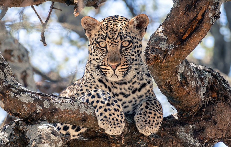 ultra luxury honeymoon safari 7 days 2
