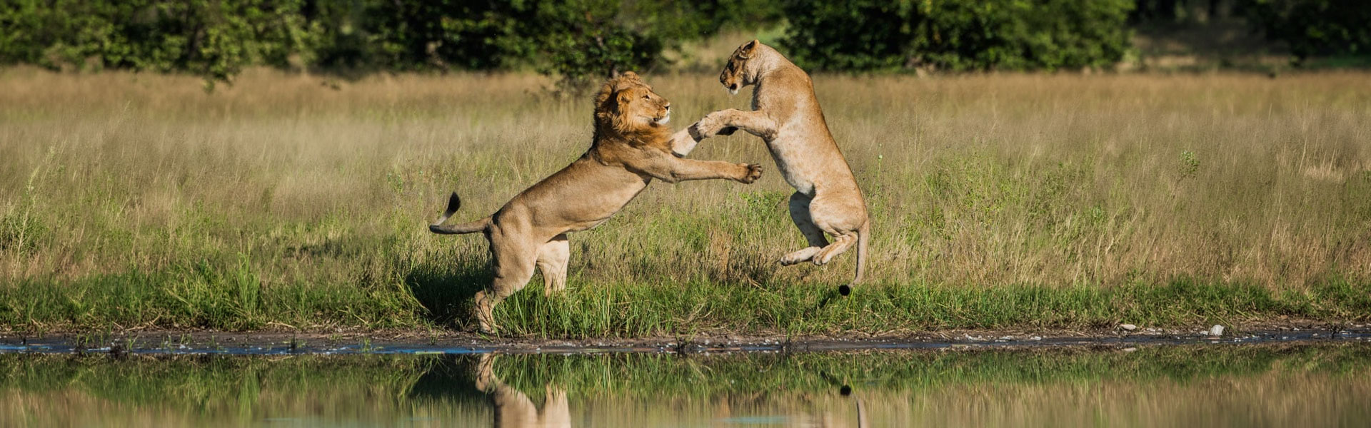 ultra luxury honeymoon safari 7 days 3 4