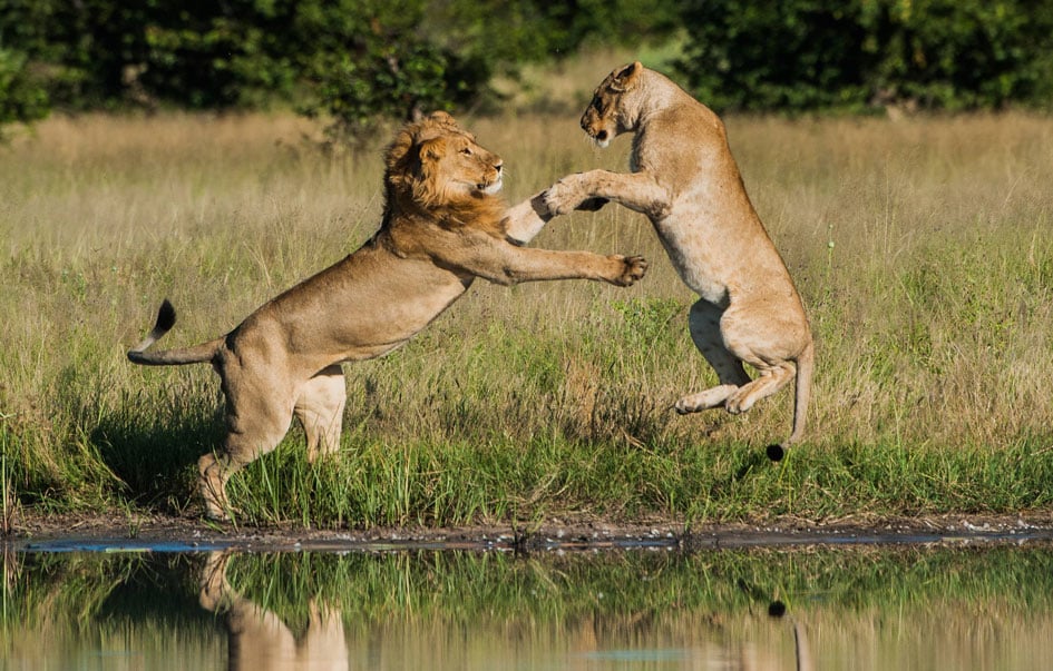 ultra luxury honeymoon safari 7 days 3 4