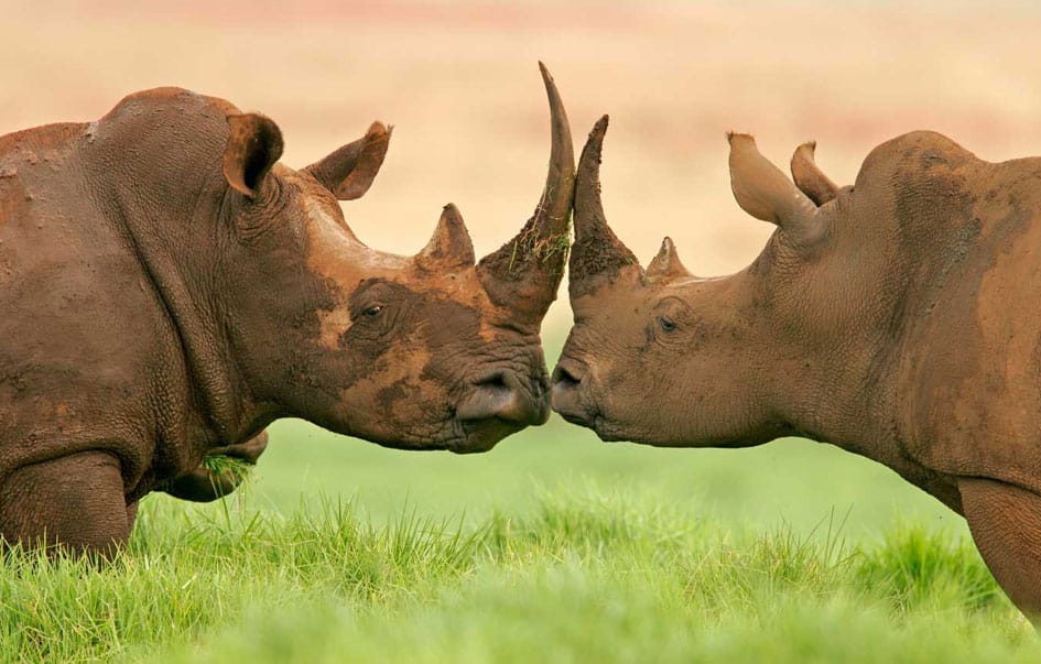 ultra luxury honeymoon safari 7 days 6
