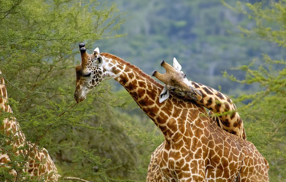 akagera-national-park-What-to-See