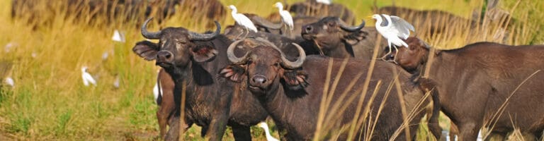 A buffalo grazing at Akagera National Park