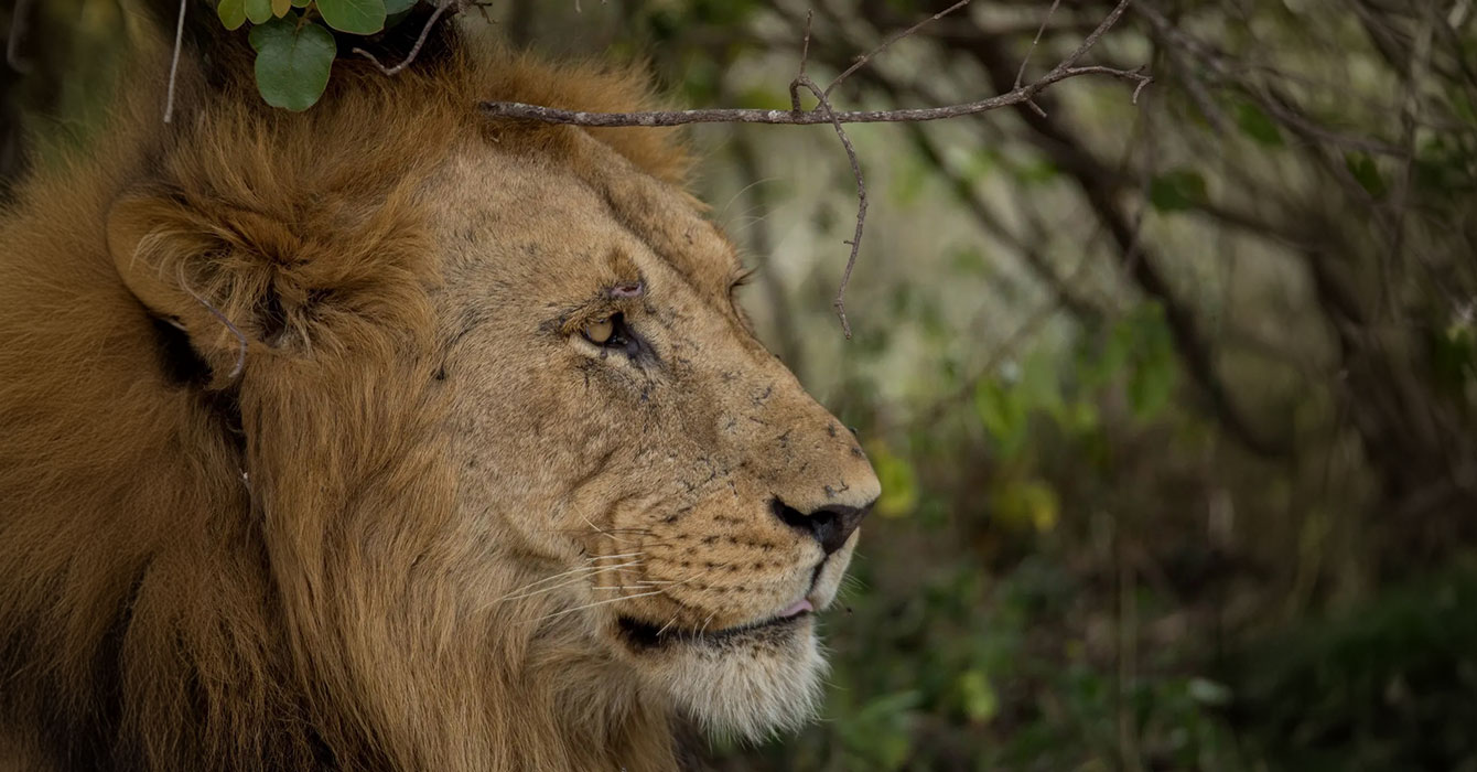 akagera-national-park-top-img