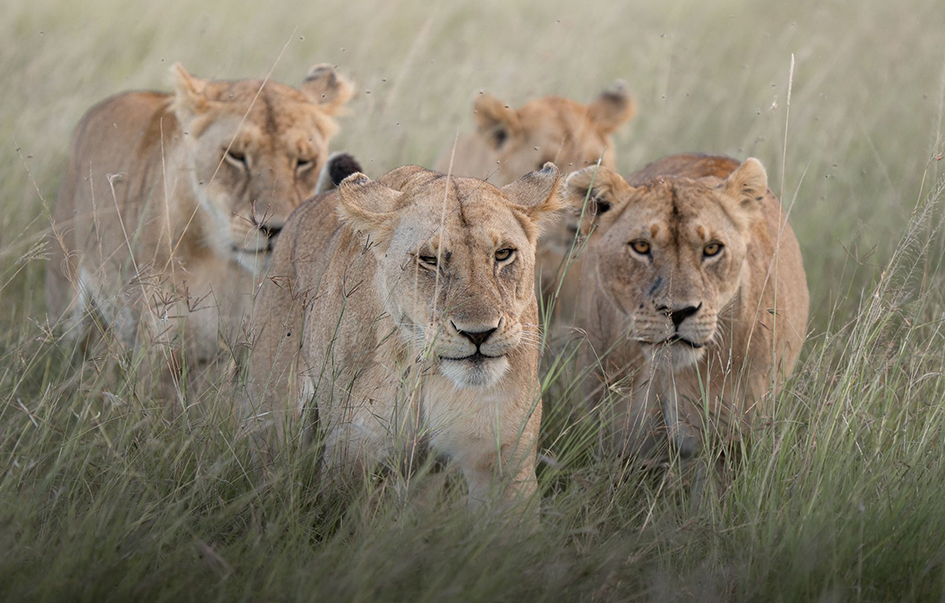 amboseli-national-park-What-to-See