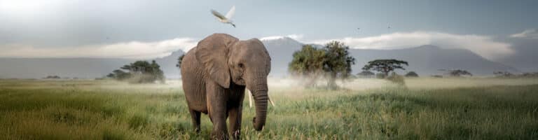 An elephant with Mt. Kilimanjaro on the background