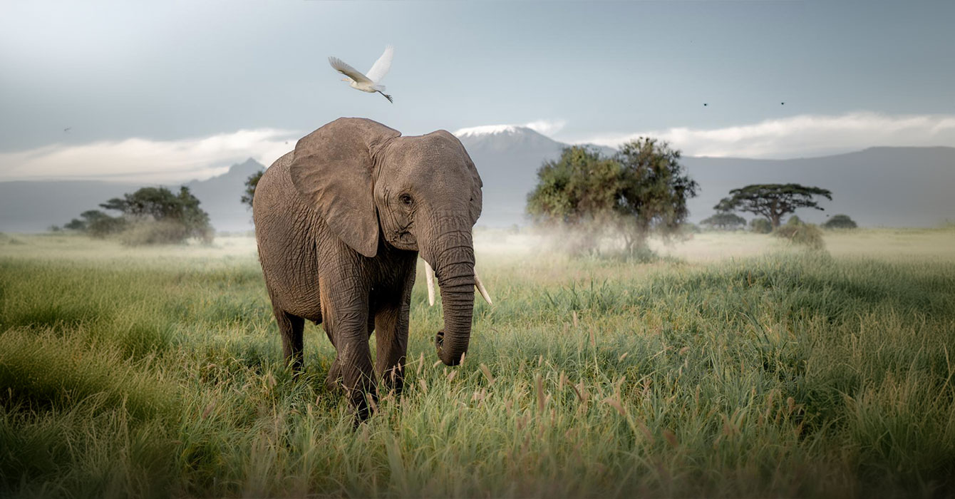 amboseli-national-park-top-img