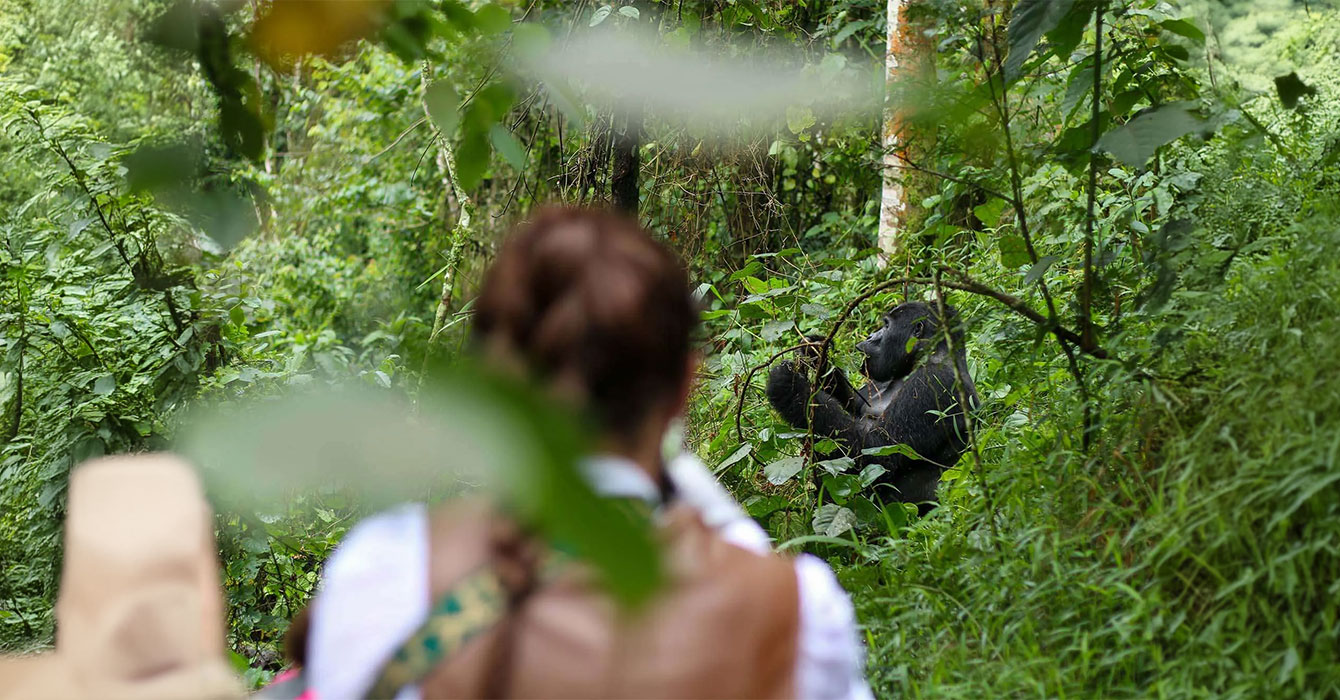 bwindi-impenetrable-national-park-top-img