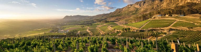 Vineyards around Cape Town