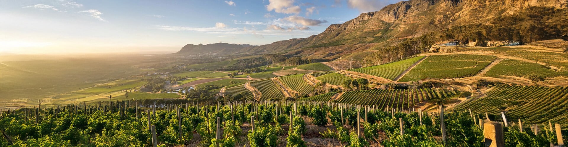 Vineyards around Cape Town