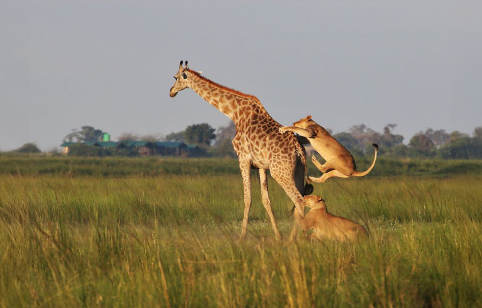 chobe-national-park-What-to-See