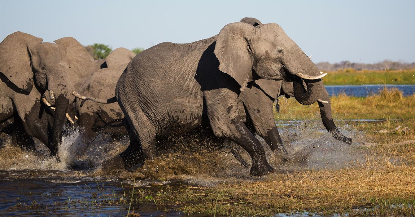 chobe-national-park-top-img