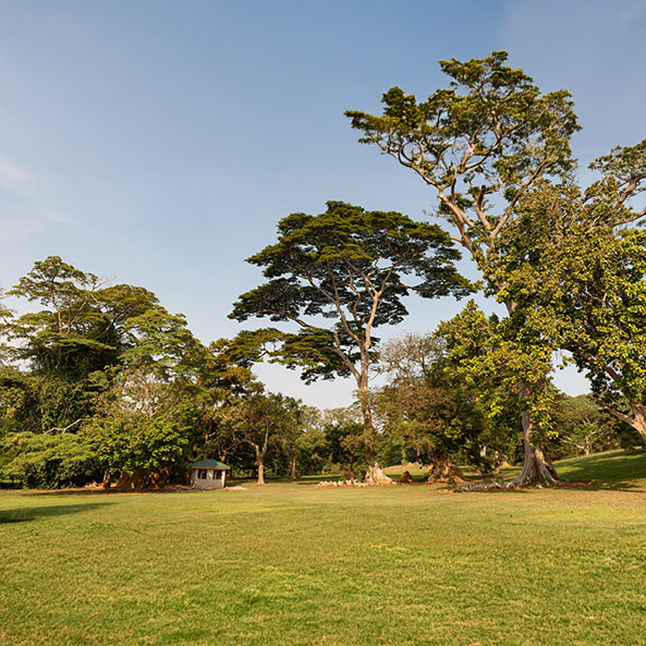 entebbe-botanical-gardens