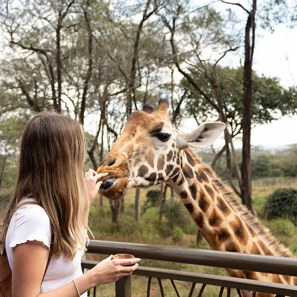 giraffe-center