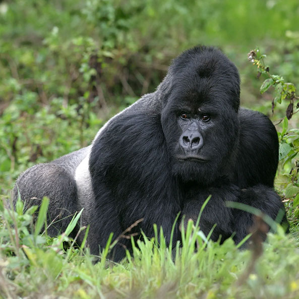 gorilla-chimpanzee-trekking