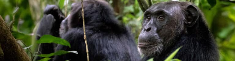 Chimpanzee in a forest at Kibale National Park
