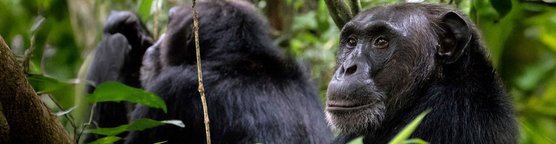 Chimpanzee in a forest at Kibale National Park