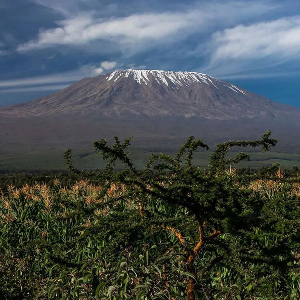 kilimanjaro-shira-plateau_img