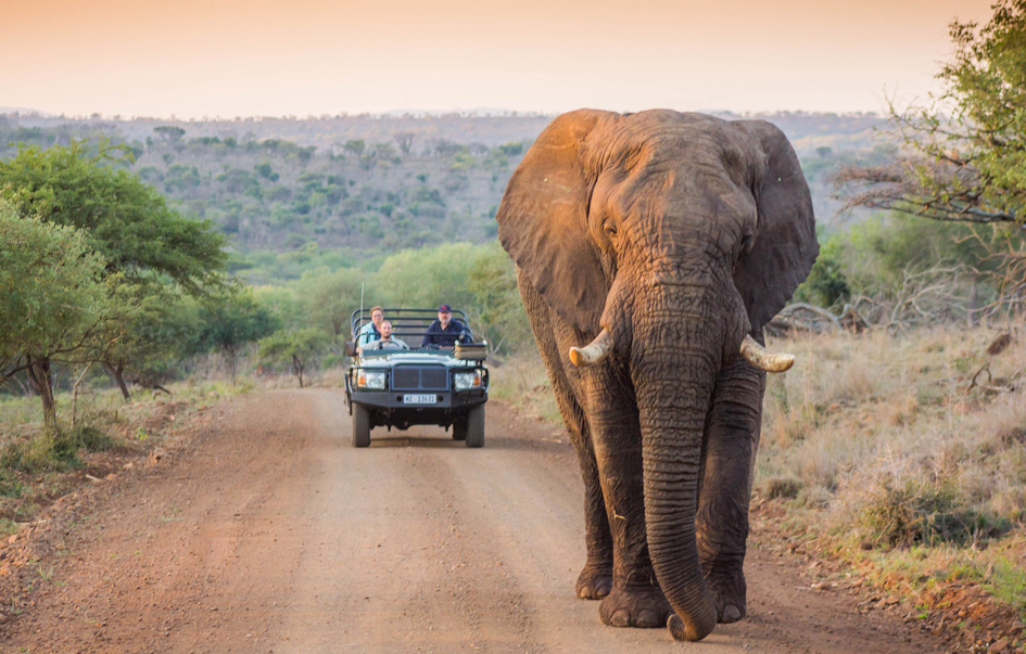 kruger-national-park-What-to-See