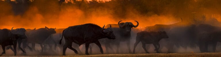 Wildlife at Kruger National Park
