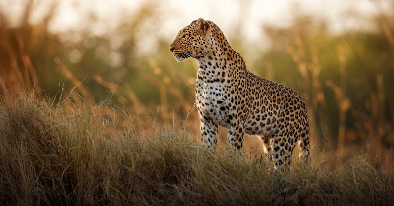 kruger-national-park-top-img