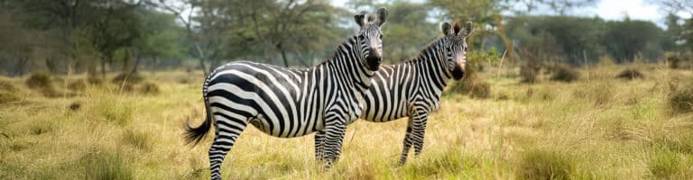 Zebras in a field of Lake Mburo National Park