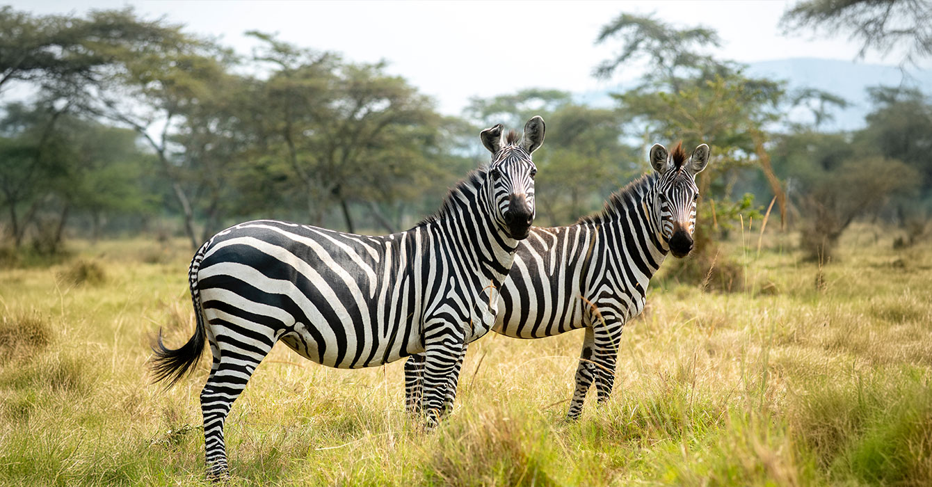 lake-mburo-national-park-top-img