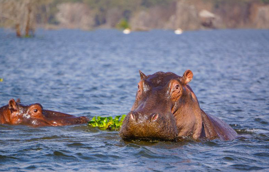 lake-naivasha-What-to-See