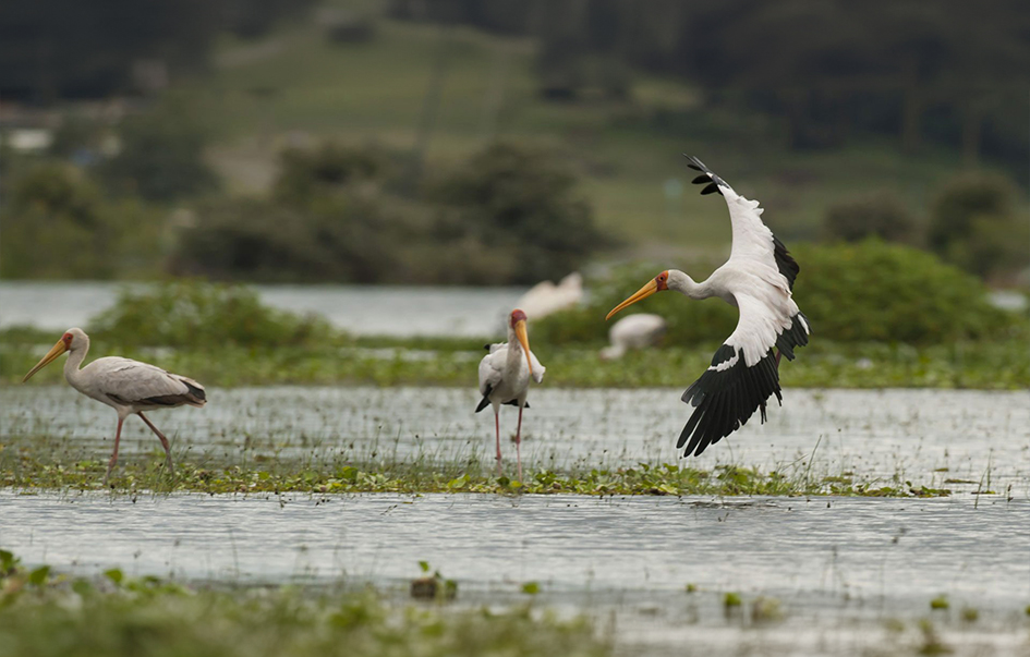 lake-naivasha-When-to-Visit