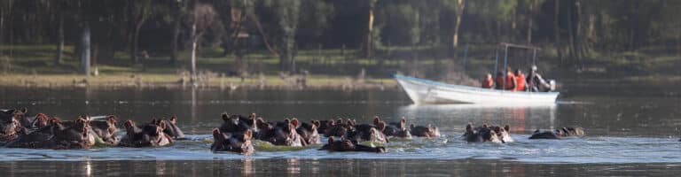 A view of hippos at Lake Navaisha