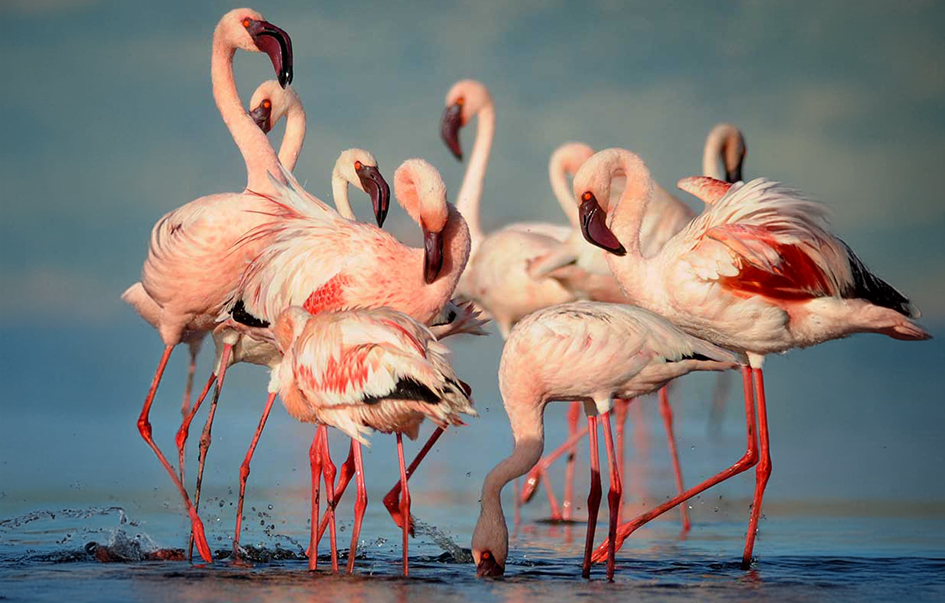 lake-nakuru-national-park-what-to-see