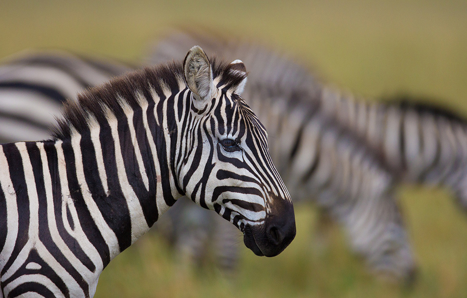 lake-nakuru-national-park-When-to-Visit