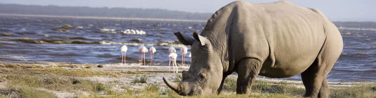 A rhino at Lake Nakuru