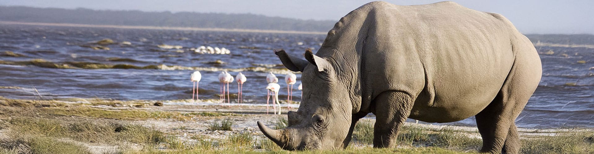 A rhino at Lake Nakuru