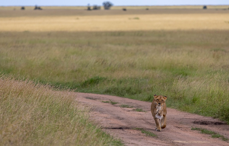 maasai-mara-national-reserve-When-to-Visit