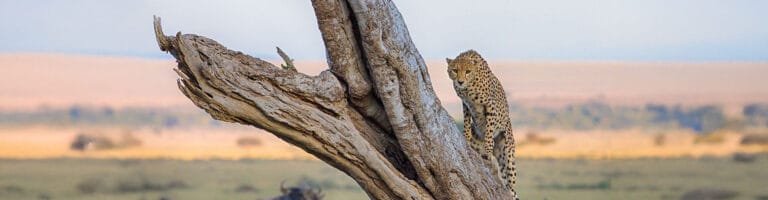 A cheetah over a tree at Maasai Mara National Reserve