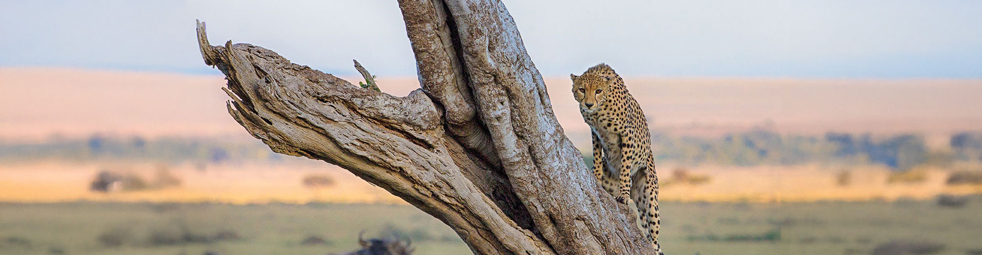 A cheetah over a tree at Maasai Mara National Reserve