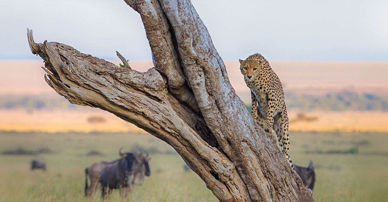 maasai-mara-national-reserve-top-img