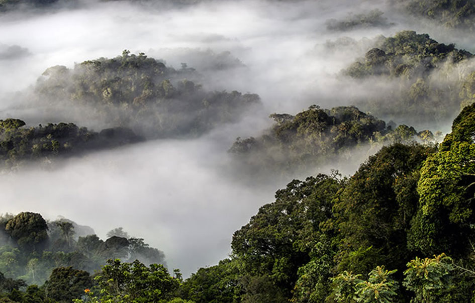 nyungwe-forest-national-park-When-to-Visit