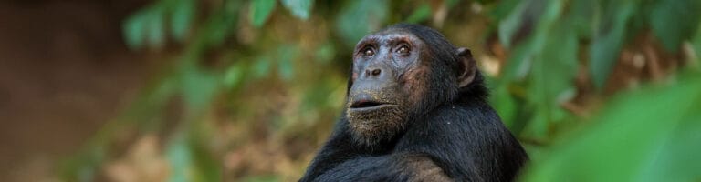 A chimpanzee at Nyungwe Forest