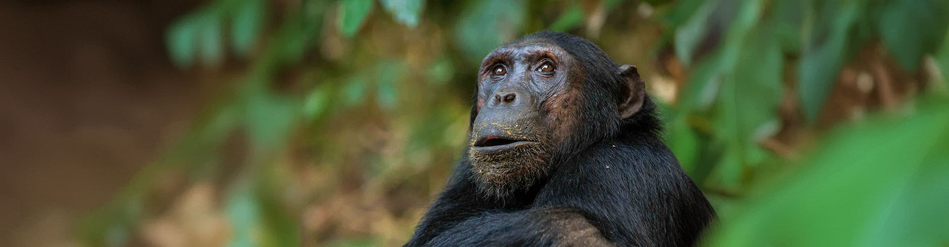 A chimpanzee at Nyungwe Forest