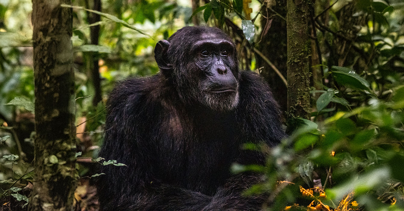 nyungwe-forest-national-park-top-img