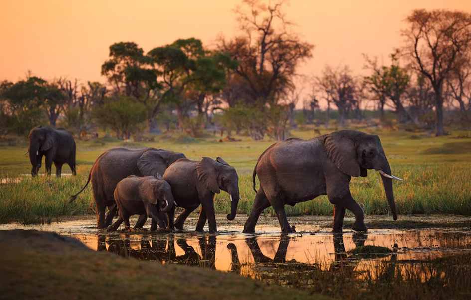 okavango-delta-What-to-See