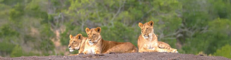 Lions at Ol Pejeta Conservancy