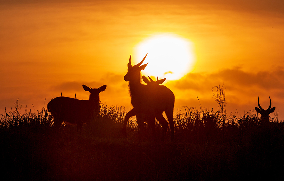 queen-elizabeth-national-park-When-to-Visit