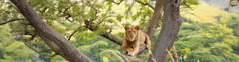Leopard over a tree in Queen Elizabeth Park