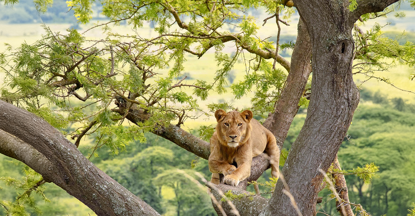 queen-elizabeth-national-park-top-img