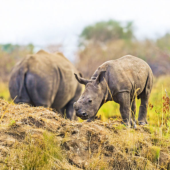 rhino-tracking