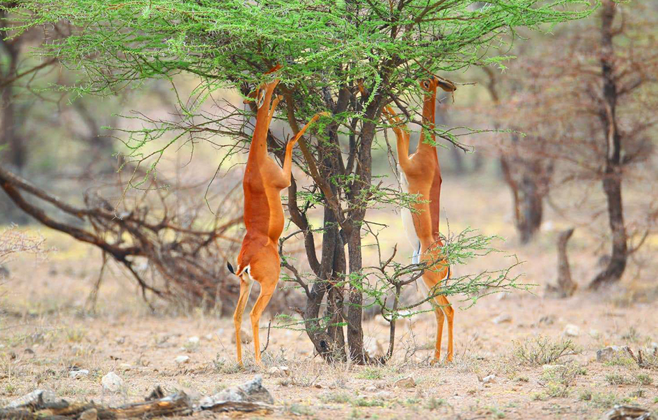 samburu-national-reserve-What-to-See