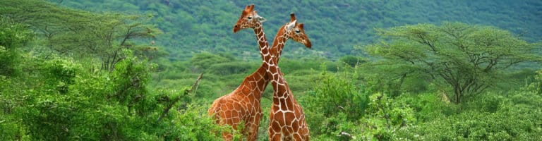 Two giraffes at Samburu national reserve